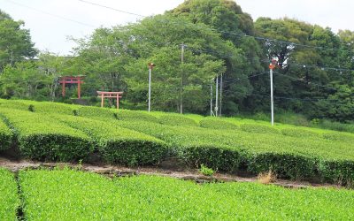 My home town and the green tea