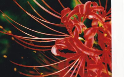 彼岸花 – Red spider lily