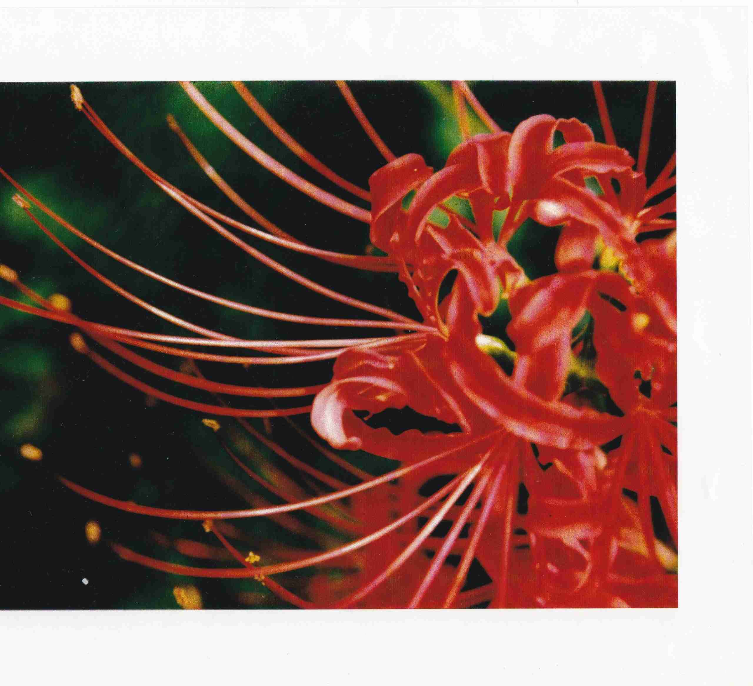 彼岸花 – Red spider lily - The Blue Isles